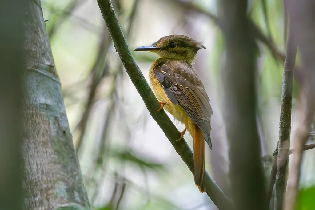 皇霸鹟(Onychorhynchus coronatus)