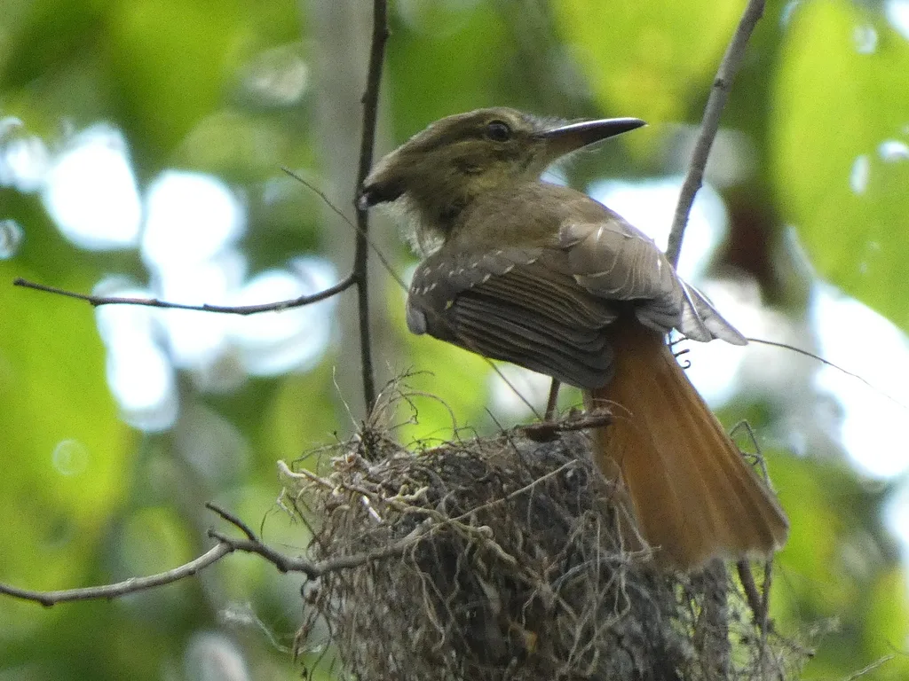 皇霸鹟(Onychorhynchus coronatus)