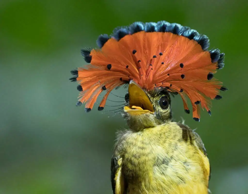皇霸鹟(Onychorhynchus coronatus)