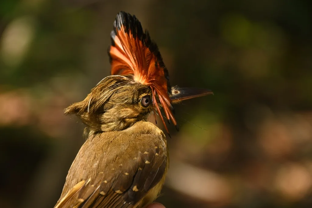 皇霸鹟(Onychorhynchus coronatus)