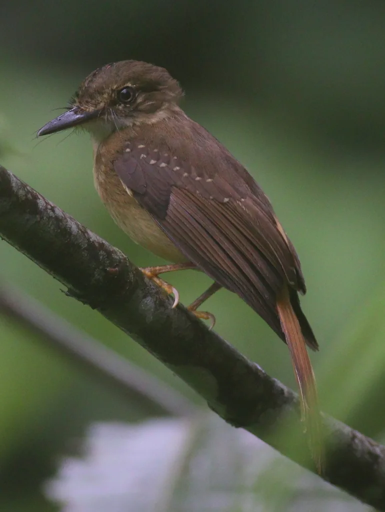 皇霸鹟(Onychorhynchus coronatus)