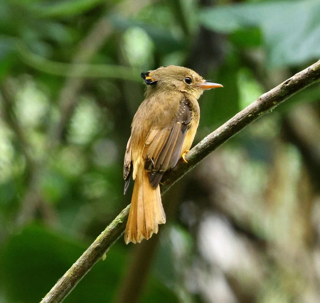 东皇霸鹟(Onychorhynchus swainsoni)