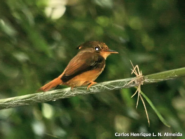 东皇霸鹟(Onychorhynchus swainsoni)