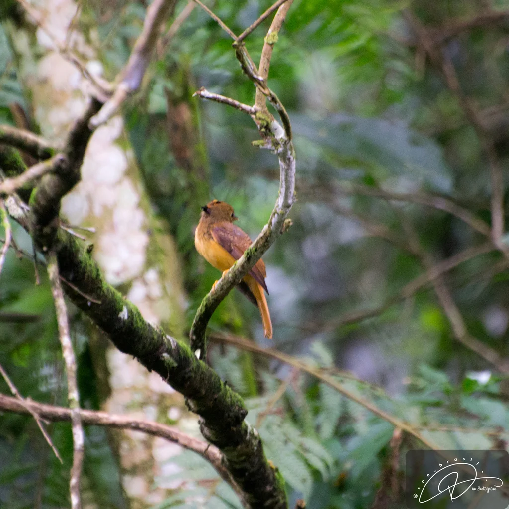 东皇霸鹟(Onychorhynchus swainsoni)