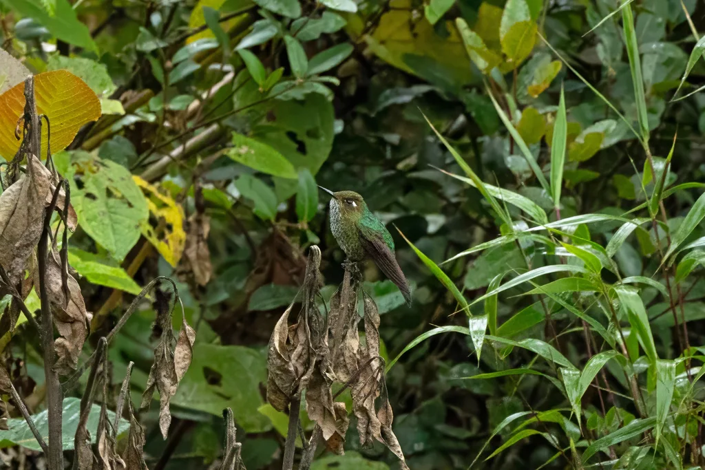 反嘴蜂鸟(Opisthoprora euryptera)