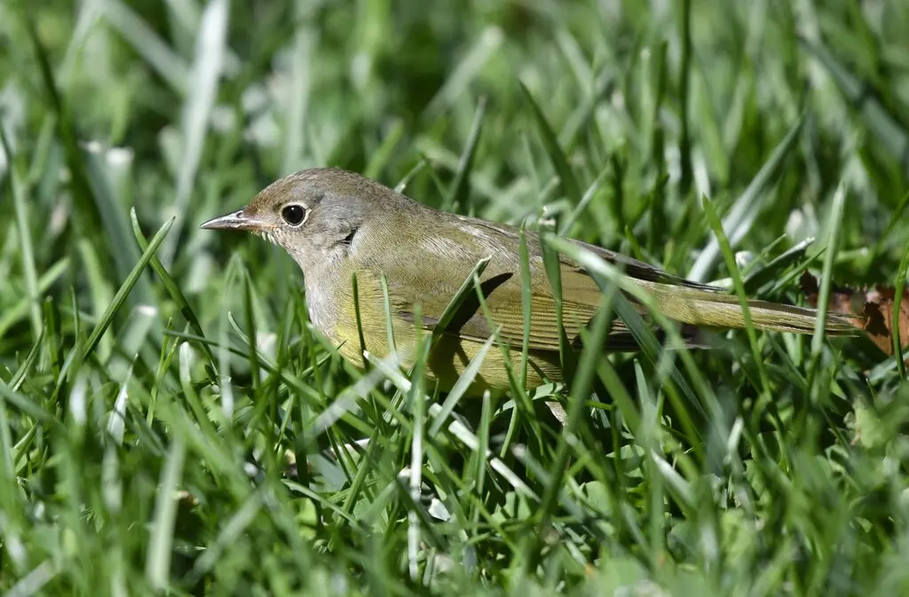 灰喉地莺(Oporornis agilis)