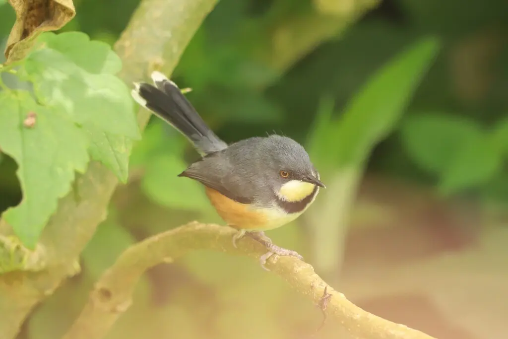 黑领娇莺(Oreolais pulcher)