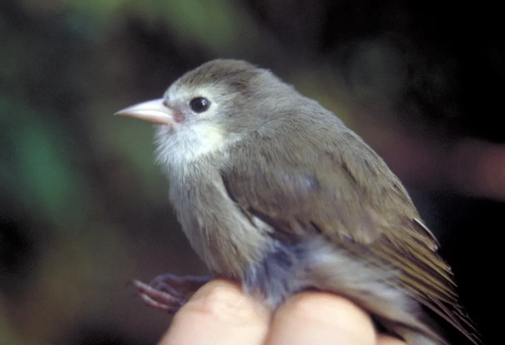 考岛悬木雀(Oreomystis bairdi)