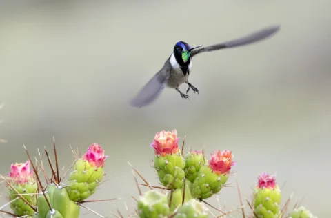 须蜂鸟
