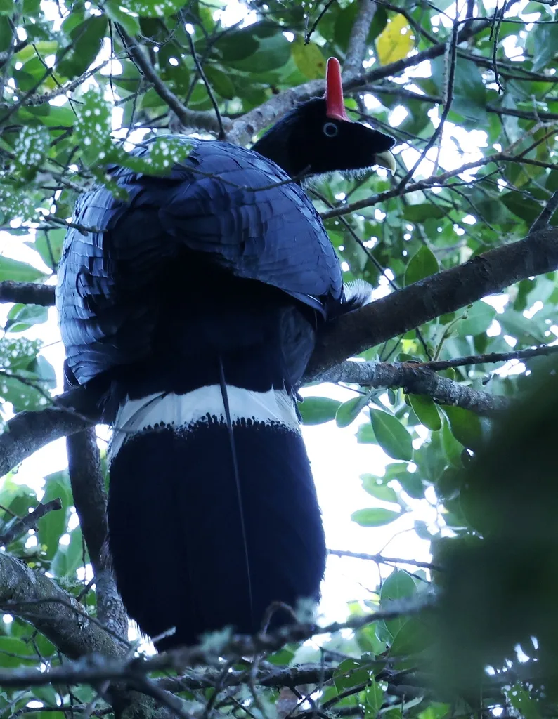 角冠雉(Oreophasis derbianus)