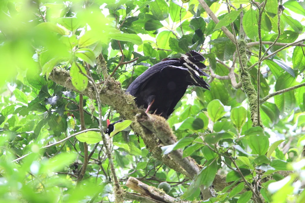 角冠雉(Oreophasis derbianus)