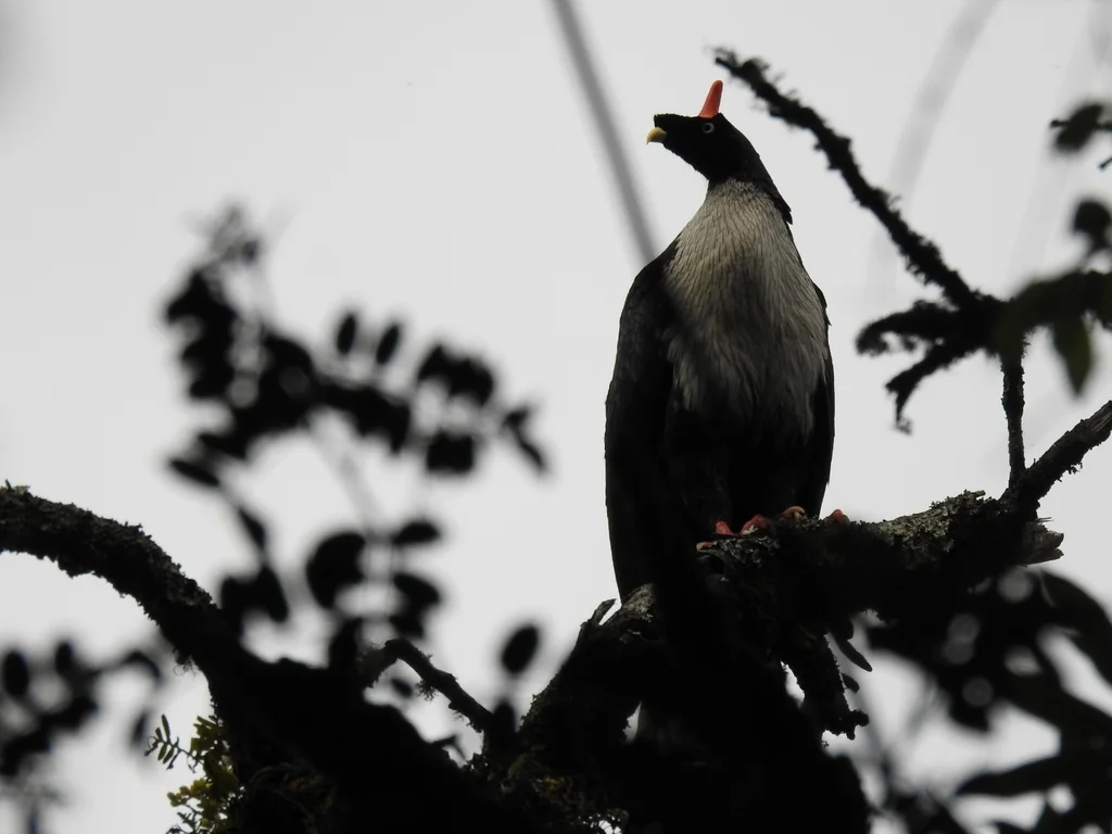 角冠雉(Oreophasis derbianus)