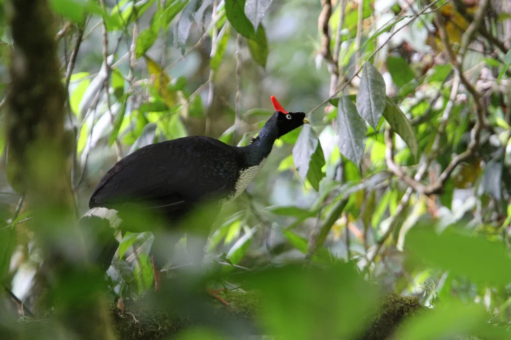 角冠雉(Oreophasis derbianus)