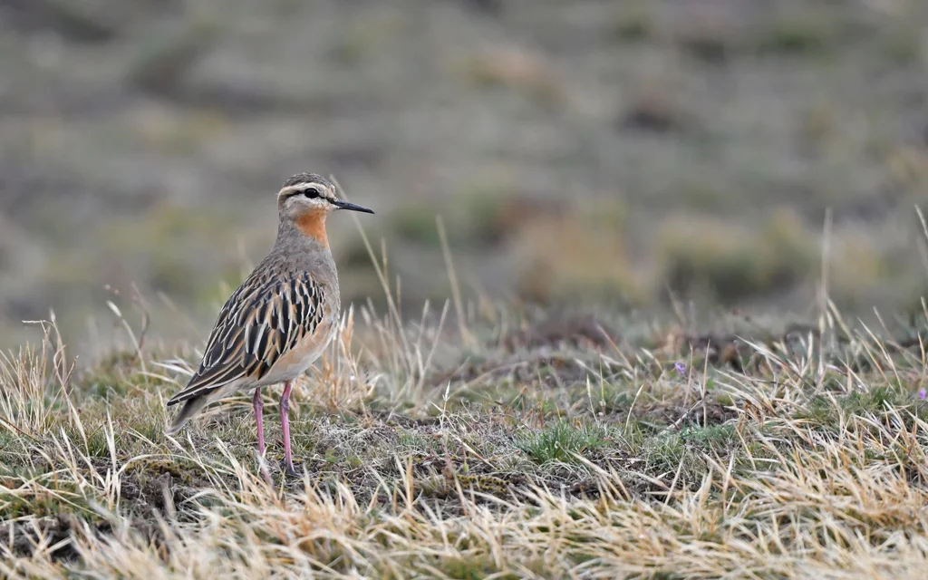 橙喉鸻(Oreopholus ruficollis)