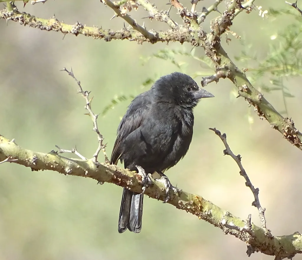 玻利维亚拟鹂(Oreopsar bolivianus)