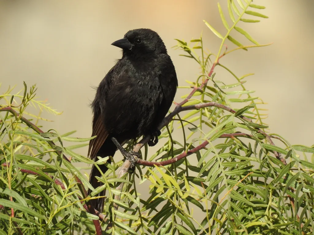 玻利维亚拟鹂(Oreopsar bolivianus)