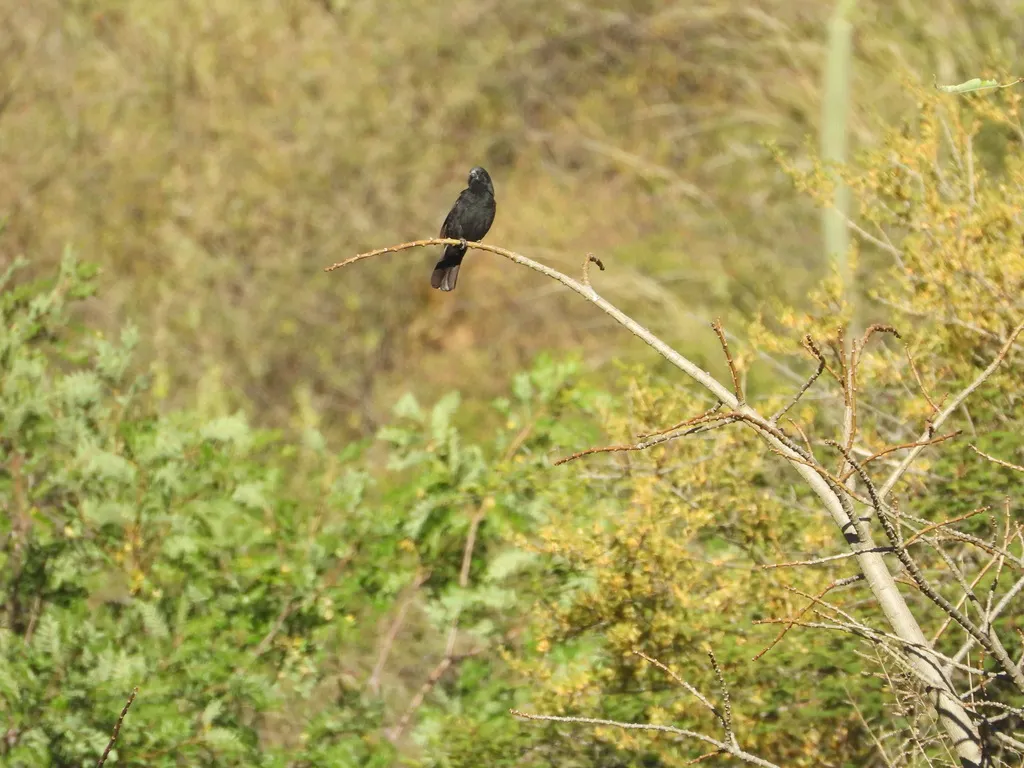玻利维亚拟鹂(Oreopsar bolivianus)