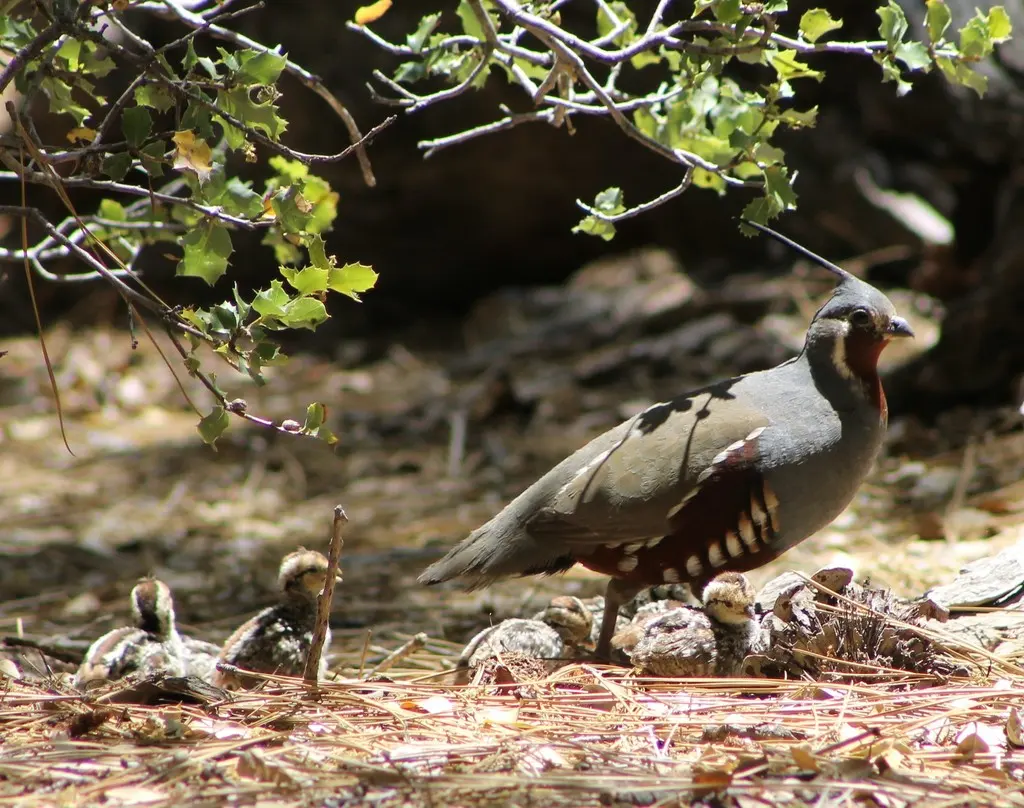 山翎鹑(Oreortyx pictus)