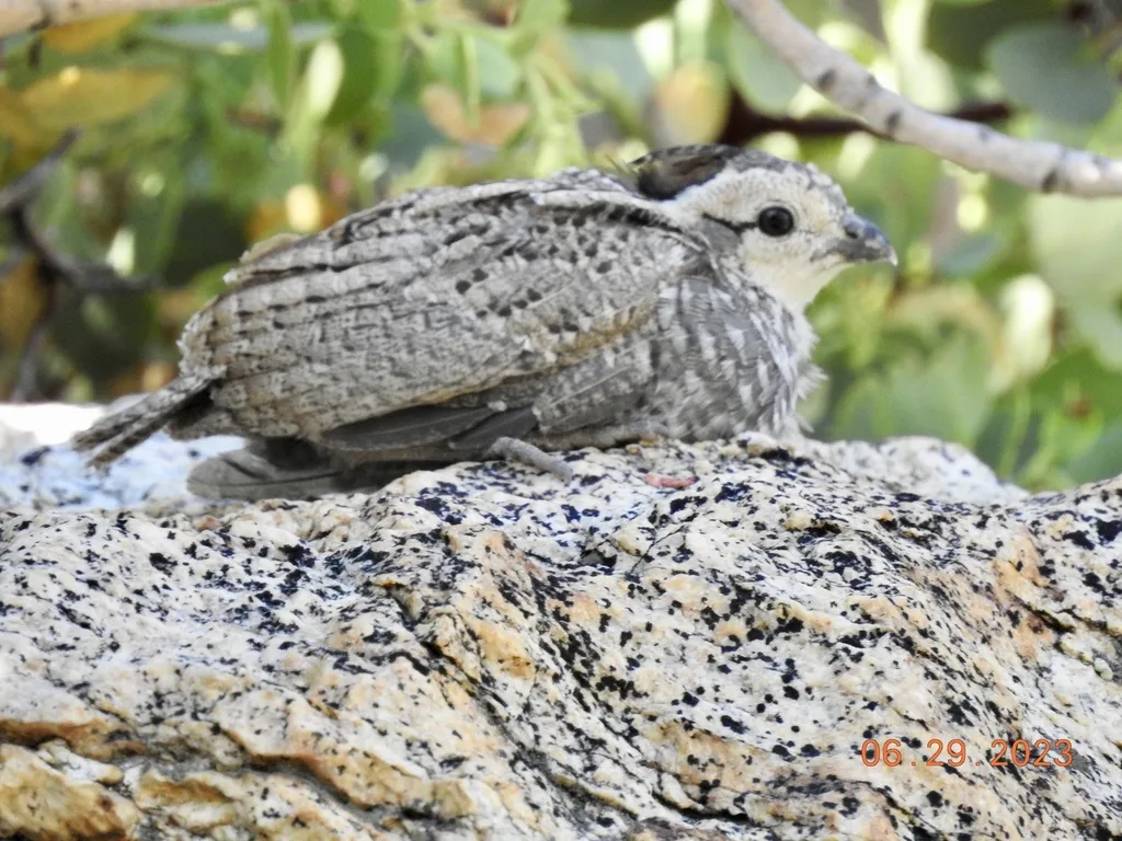 山翎鹑(Oreortyx pictus)