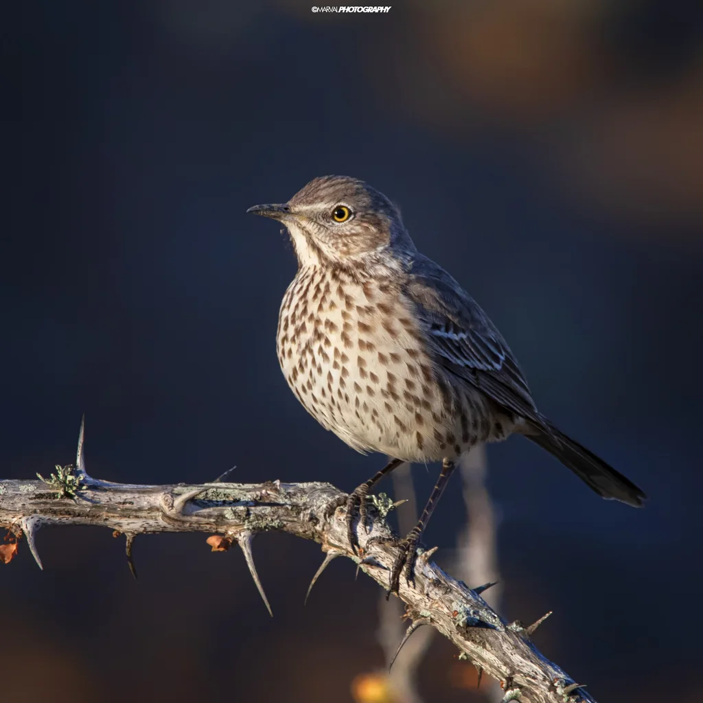 高山弯嘴嘲鸫(Oreoscoptes montanus)