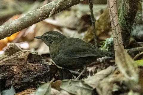 蕨鹩刺莺