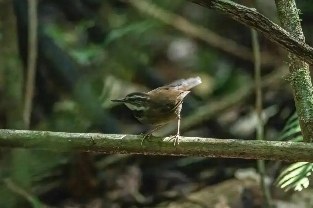 蕨鹩刺莺(Oreoscopus gutturalis)