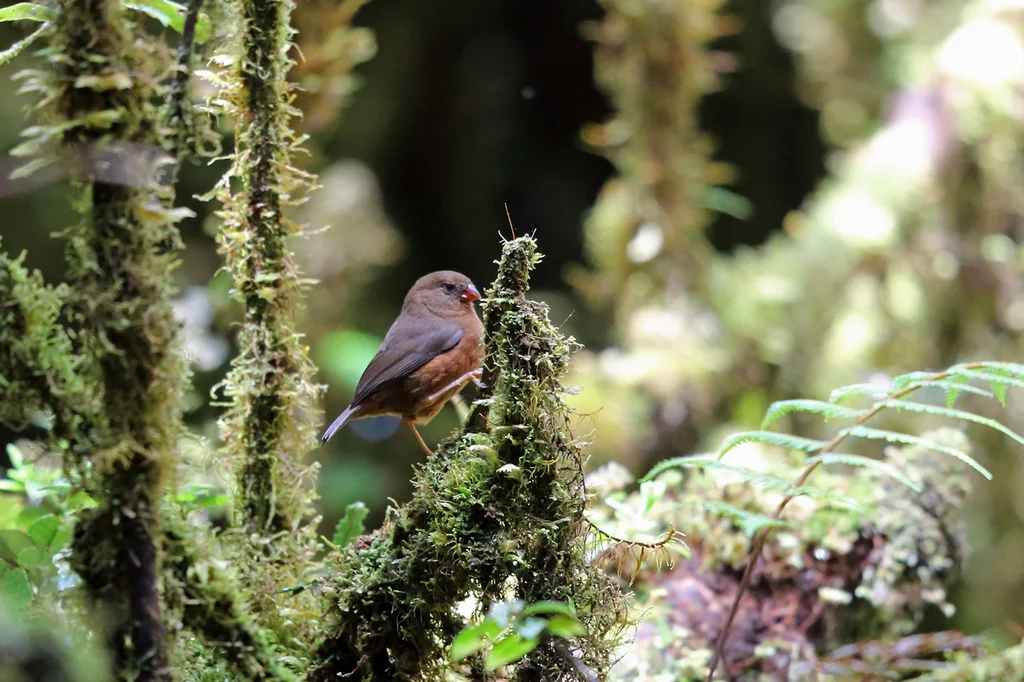 红胁火尾雀(Oreostruthus fuliginosus)