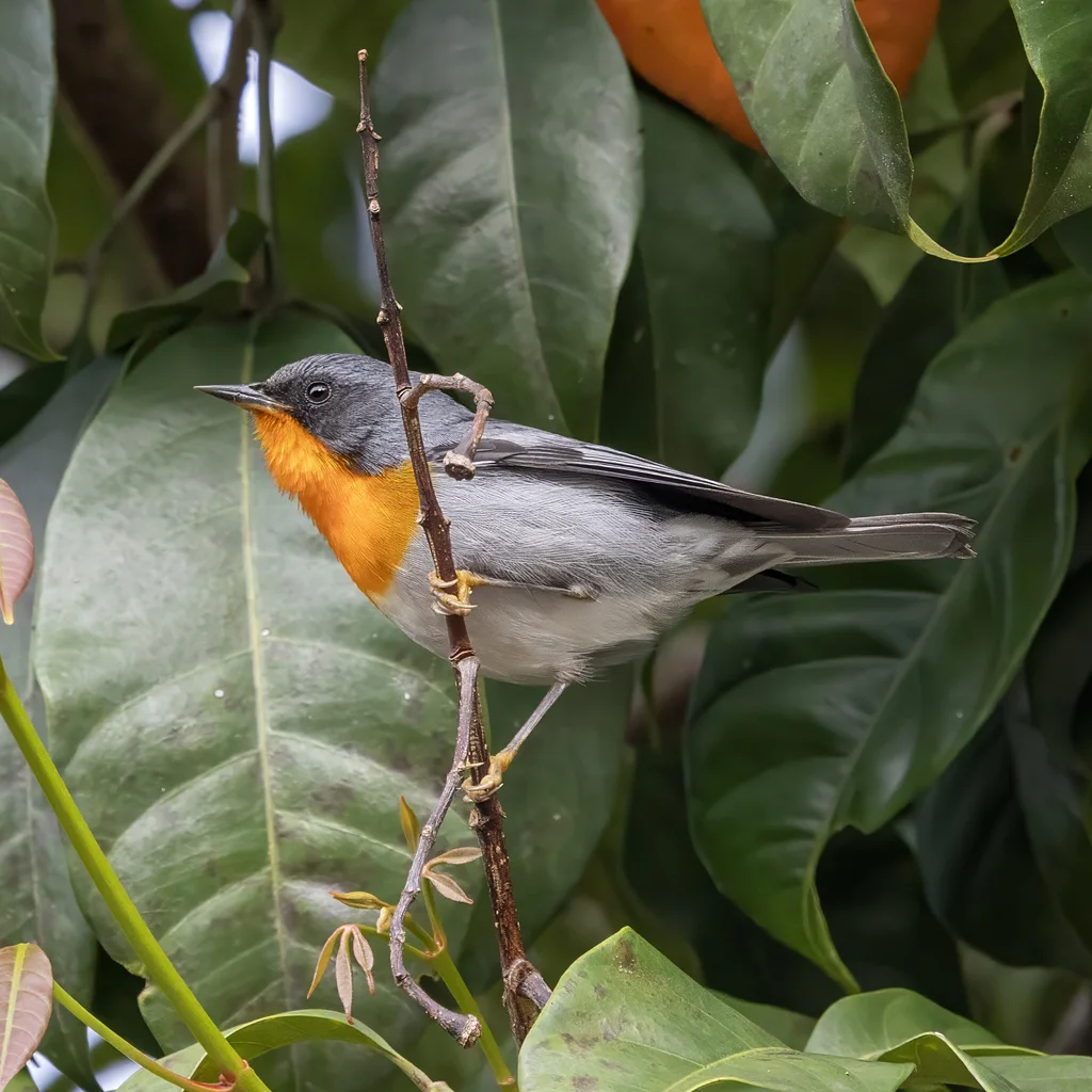 火喉森莺(Oreothlypis gutturalis)