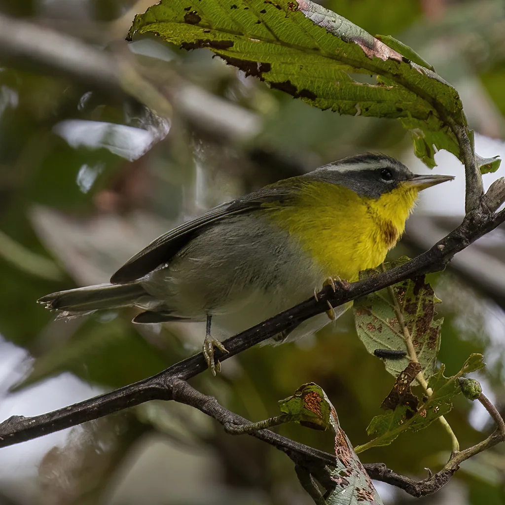 月胸森莺（Oreothlypis superciliosa）