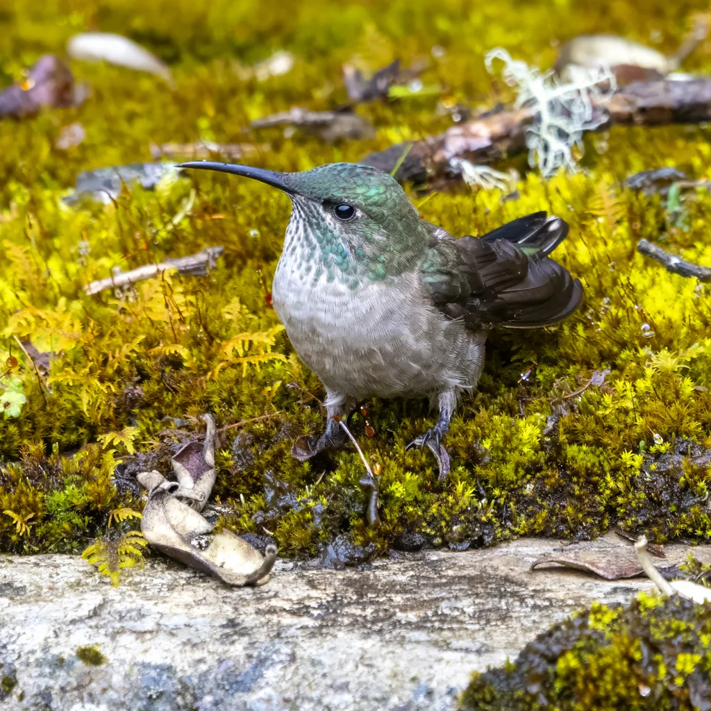 紫巾山蜂鸟(Oreotrochilus chimborazo)