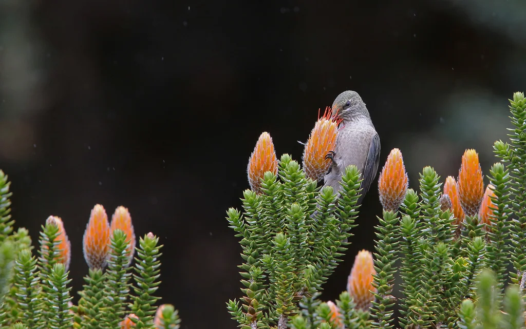 紫巾山蜂鸟(Oreotrochilus chimborazo)