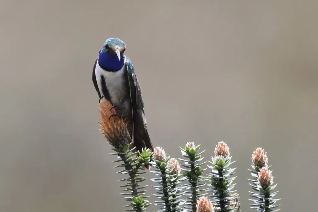 蓝喉山蜂鸟(Oreotrochilus cyanolaemus)