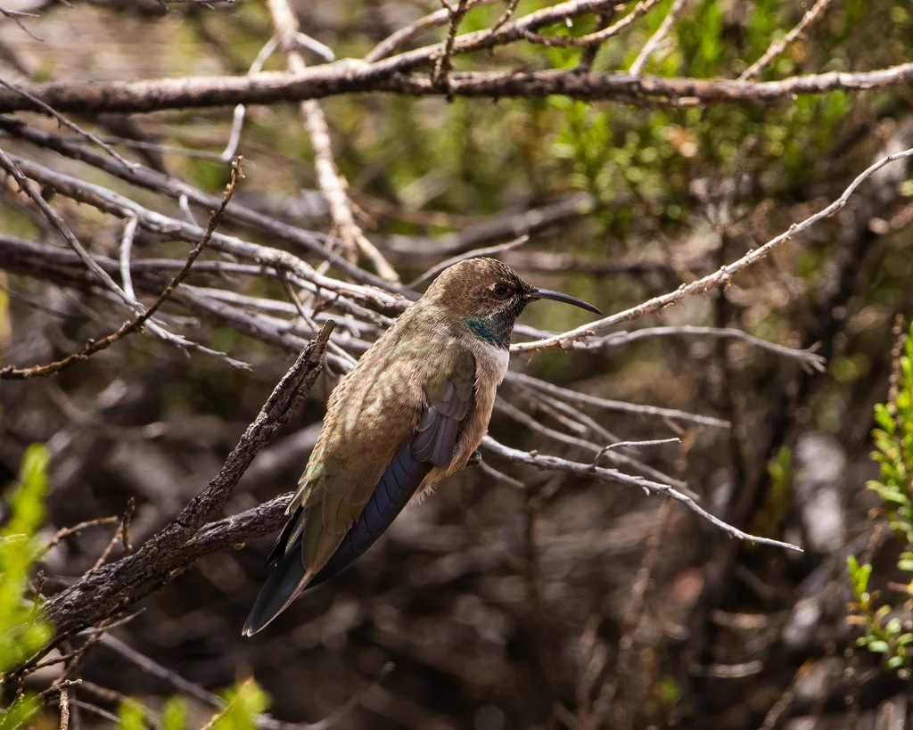 安第斯山蜂鸟(Oreotrochilus estella)