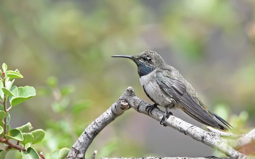 白胁山蜂鸟(Oreotrochilus leucopleurus)