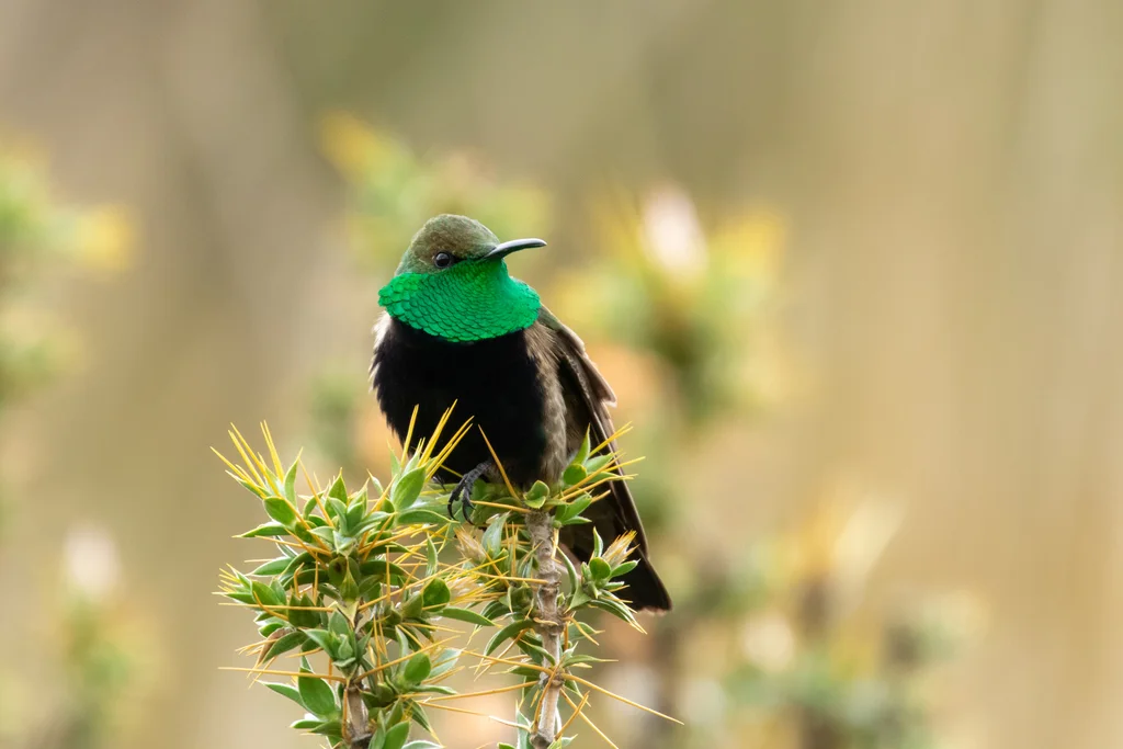 黑胸山蜂鸟(Oreotrochilus melanogaster)