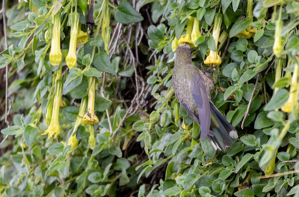 黑胸山蜂鸟(Oreotrochilus melanogaster)