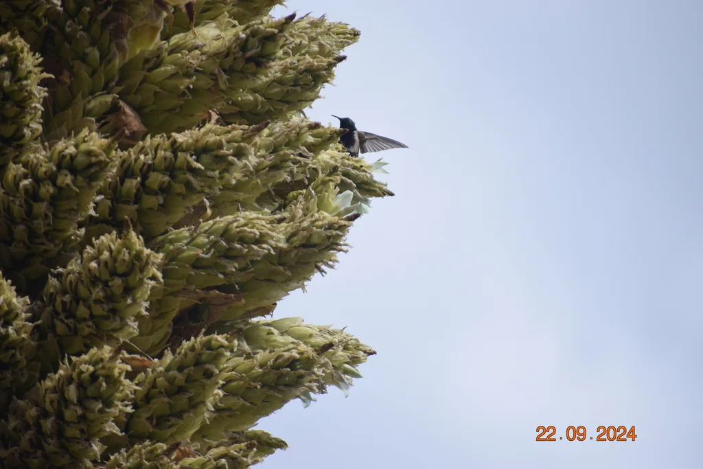 黑胸山蜂鸟(Oreotrochilus melanogaster)