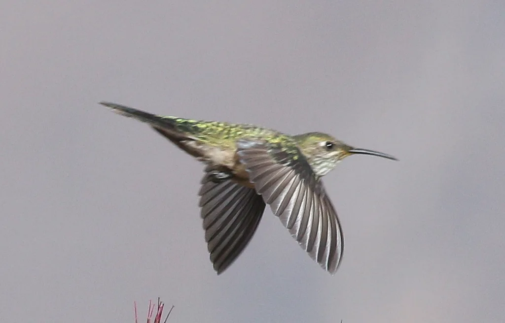 绿头山蜂鸟（Oreotrochilus stolzmanni）