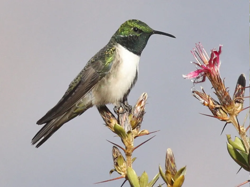 绿头山蜂鸟（Oreotrochilus stolzmanni）