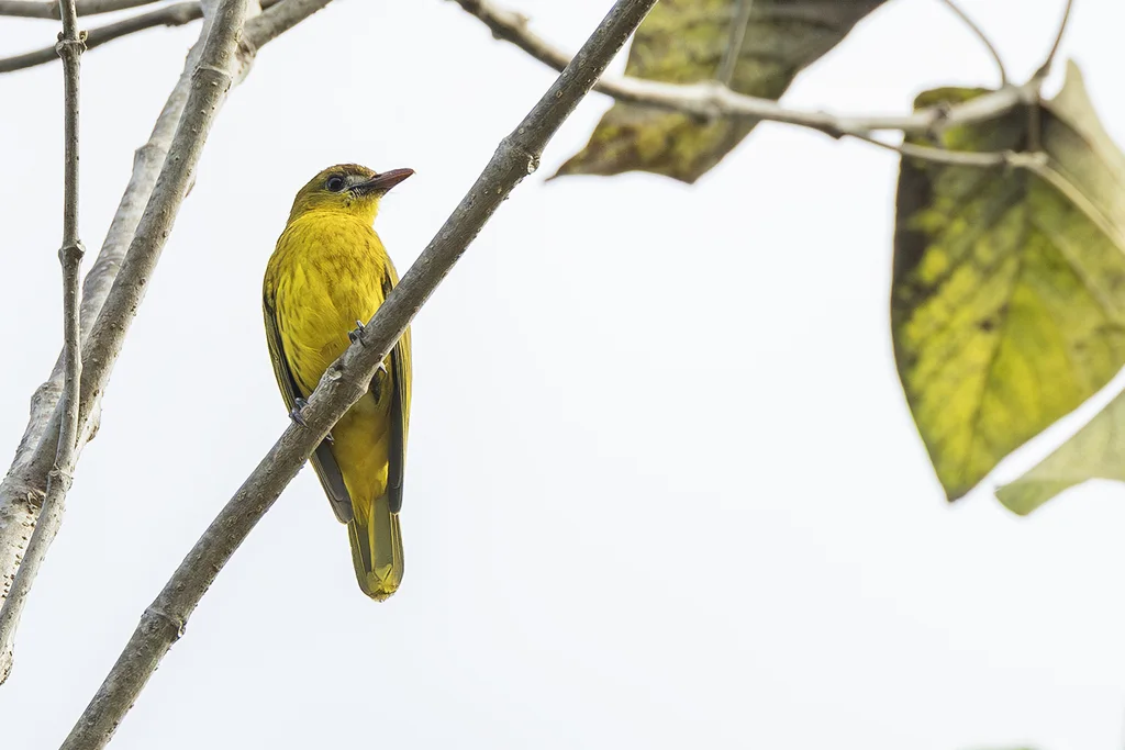 白眼先黄鹂(Oriolus albiloris)