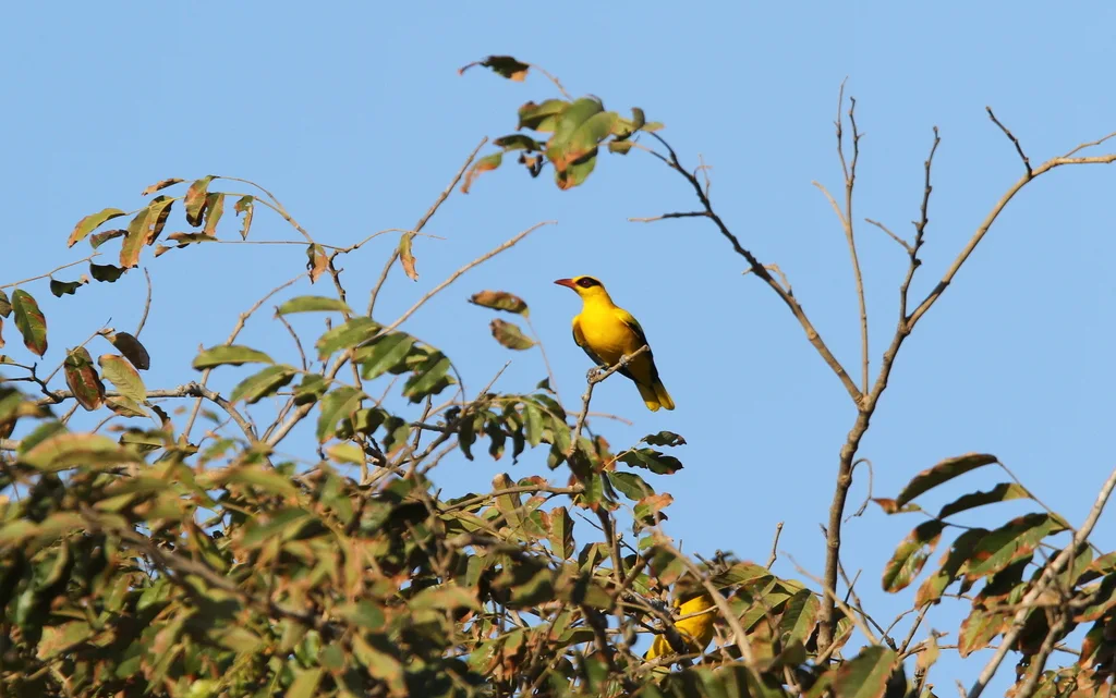 非洲黄鹂(Oriolus auratus)