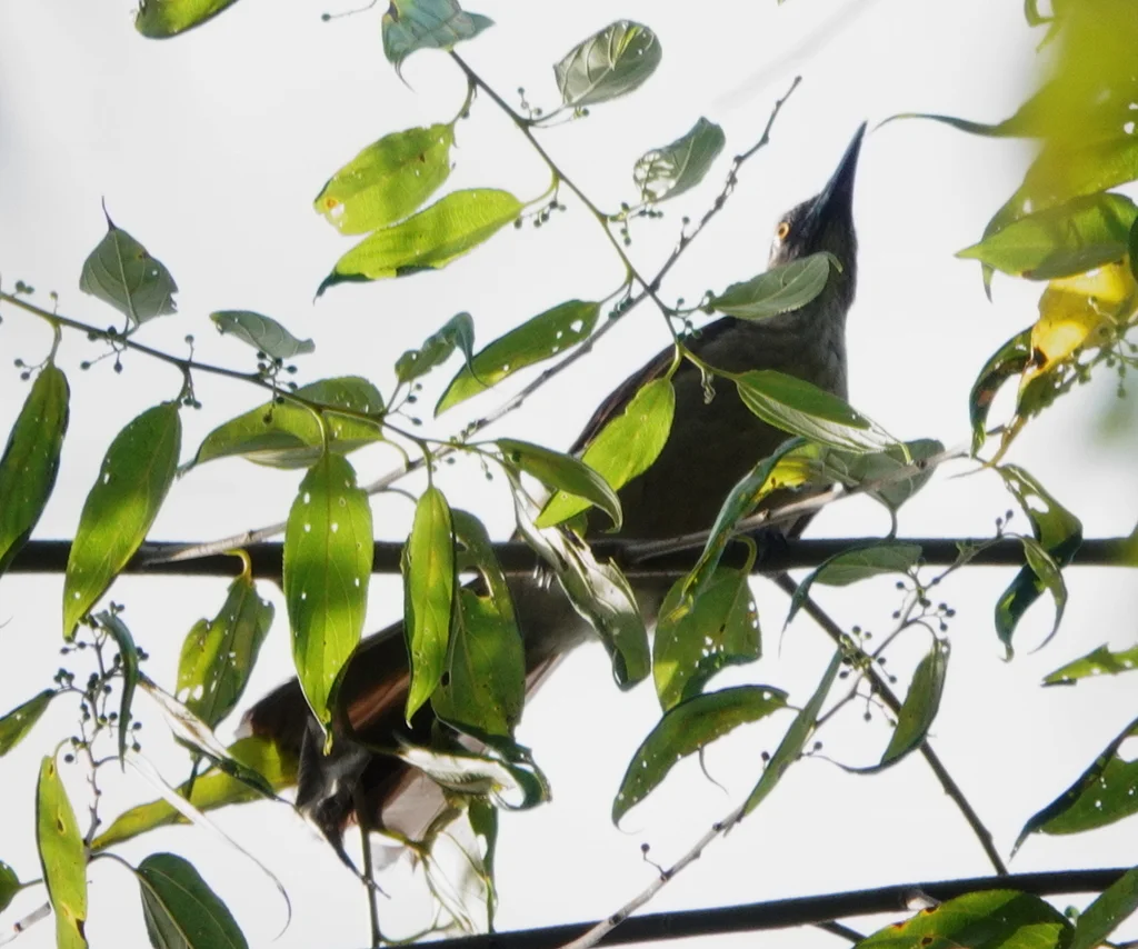 黑耳鹂(Oriolus bouroensis)