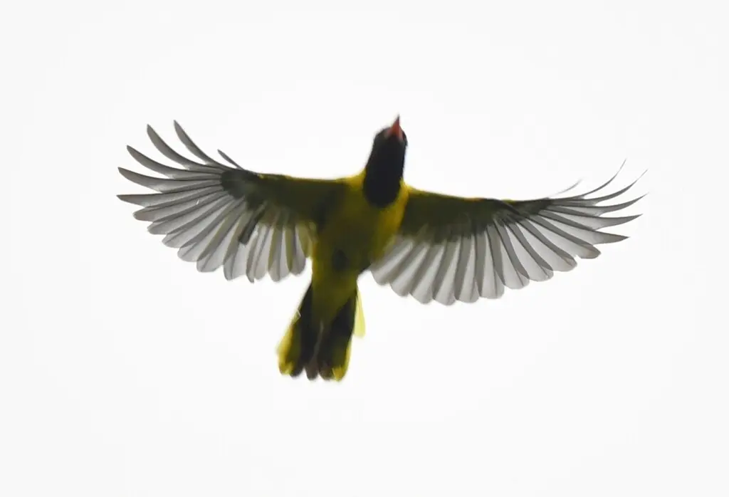 西非黑头黄鹂(Oriolus brachyrynchus)