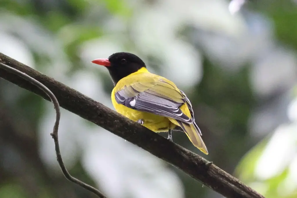 西非黑头黄鹂(Oriolus brachyrynchus)