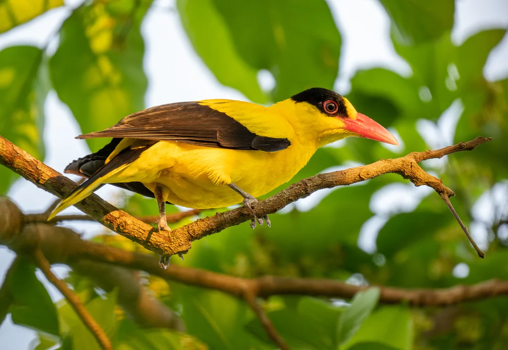 黑枕黄鹂(Oriolus chinensis)