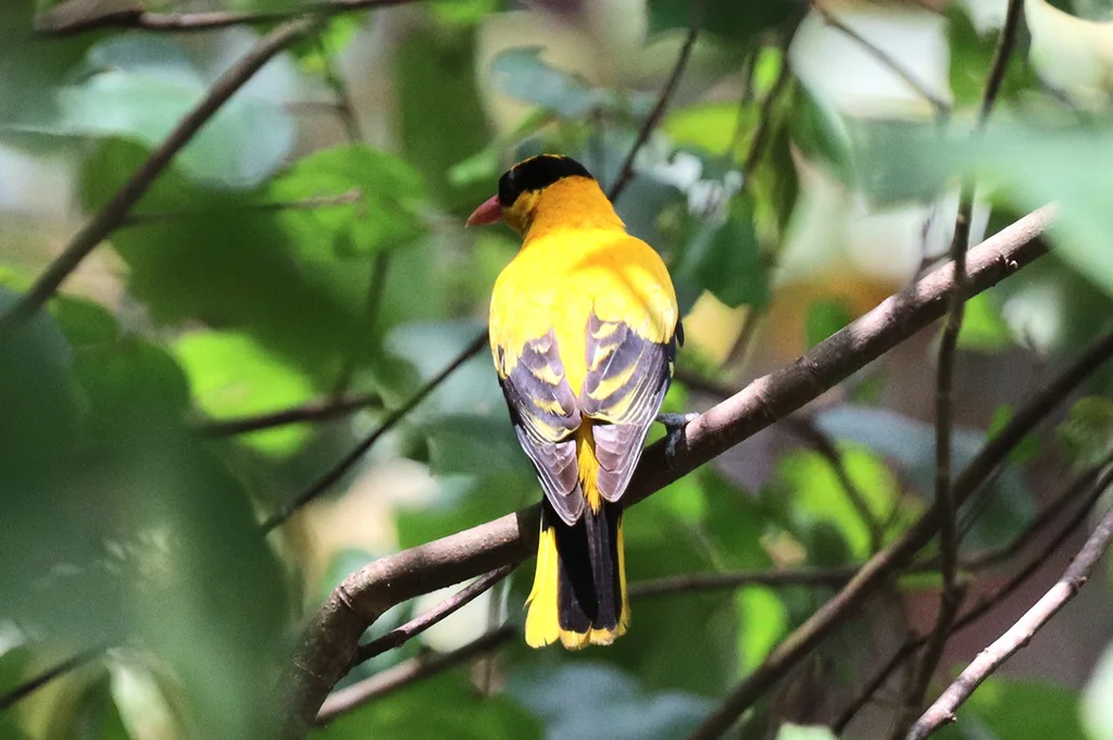 黑枕黄鹂(Oriolus chinensis)