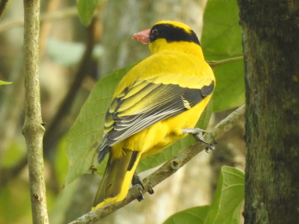 黑枕黄鹂(Oriolus chinensis)