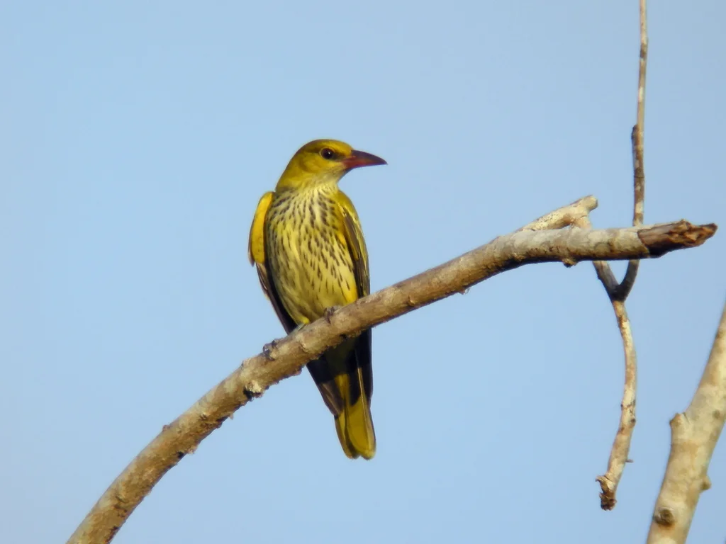 黑枕黄鹂(Oriolus chinensis)