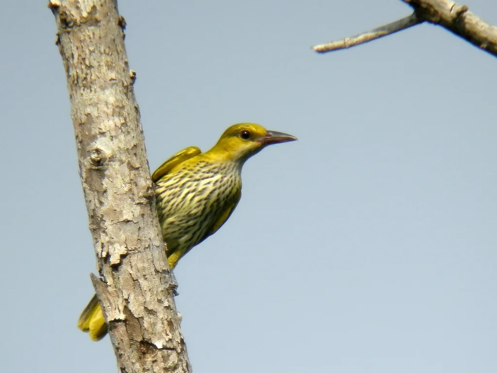 黑枕黄鹂(Oriolus chinensis)