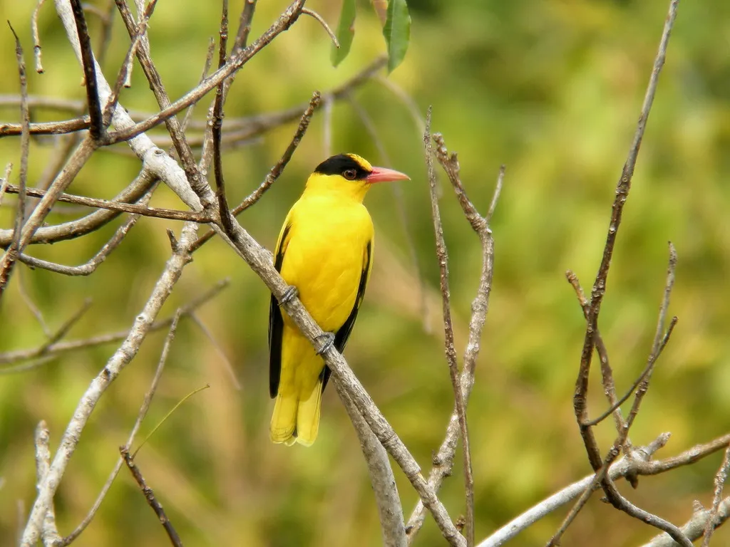 黑枕黄鹂(Oriolus chinensis)
